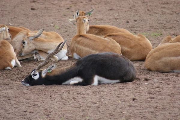 Blackbuck - Antilope cervicapra — Stock Photo, Image