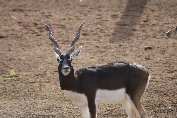 Blackbuck - antilop cervicapra — Stok fotoğraf