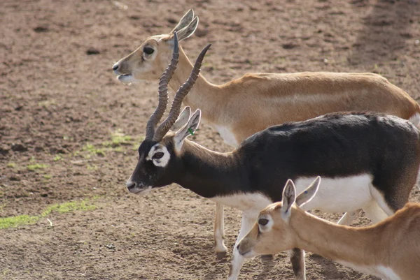 Indische antilope - antilope cervicapra — Stockfoto