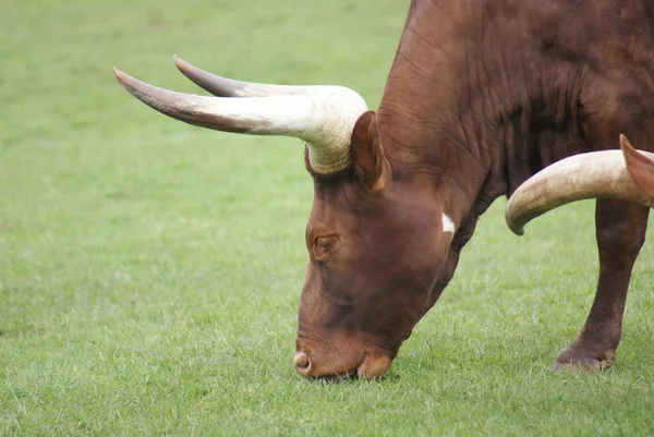 Ankole-Watsui Rinder - Bos primigenius taurus — Stockfoto