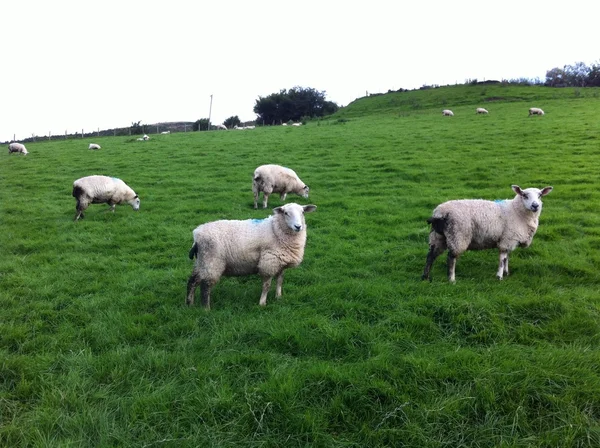 Ovis Aries - Icelandic Sheep — Stock Photo, Image