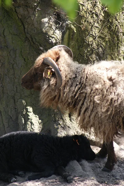 Ovis Aries - Icelandic Sheep — Stock Photo, Image