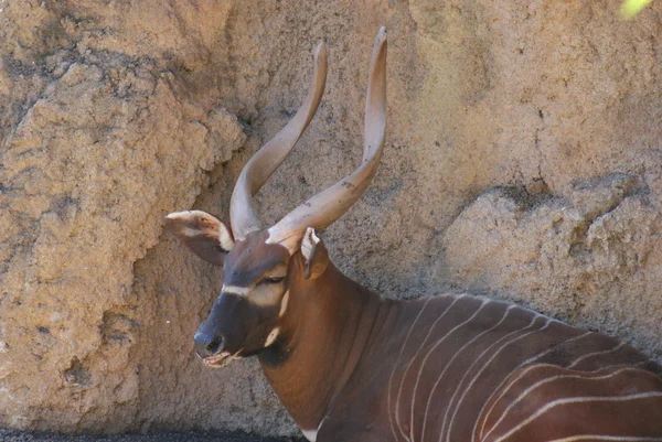 Oost-Bongo - Tragelaphus eurycerus isaaci — Stockfoto