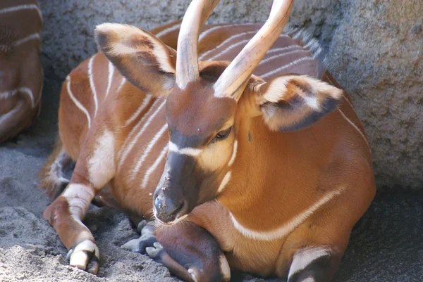 Östra Bongo - Tragelaphus eurycerus isaaci — Stockfoto