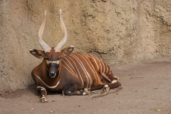 Eastern Bongo - Tragelaphus eurycerus isaaci — Stock Photo, Image