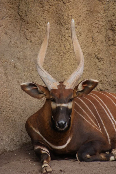 Bongo oriental - Tragelaphus eurycerus isaaci — Fotografia de Stock