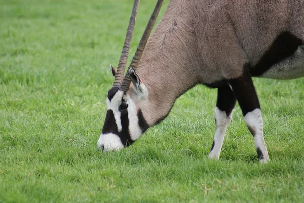 Nyársas antilop - Oryx gazella — Stock Fotó