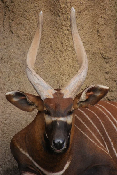 東ボンゴ- Tragelaphus eurucerus isaci — ストック写真