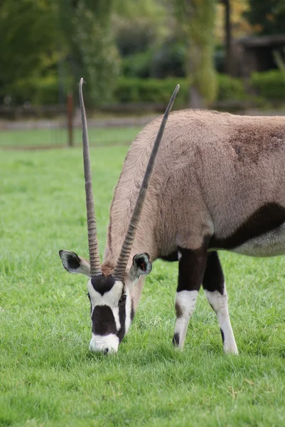 Gemsbok - Oryx gazella — стокове фото