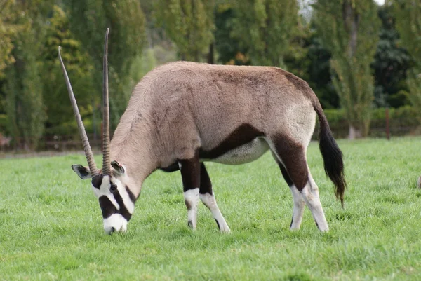 Oryks południowy - oryx gazella — Zdjęcie stockowe