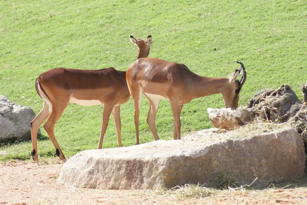 Impala - Aepyceros melampus —  Fotos de Stock