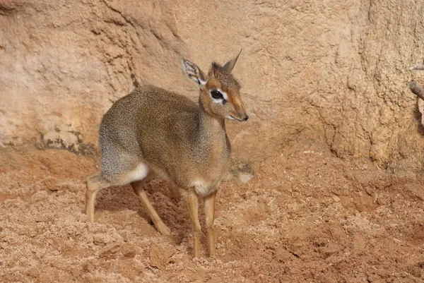 カークのディック・ディック — ストック写真