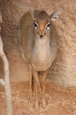 Kirk 'ün dik-dik' i.