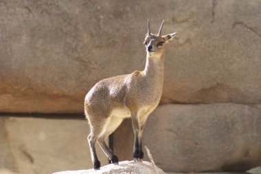 Killspringer - oreotragus oreotragus