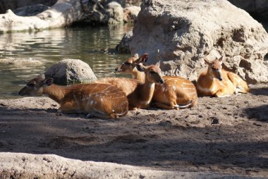 Batı - yayılım gösterir: spekeii