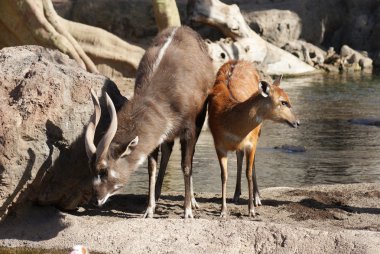 Batı - yayılım gösterir: spekeii
