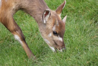 Batı - yayılım gösterir: spekeii
