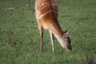 Batı - yayılım gösterir: spekeii