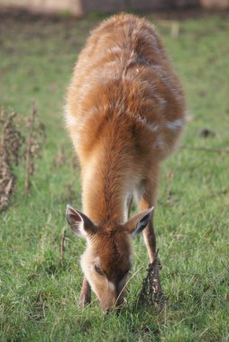 Batı - yayılım gösterir: spekeii