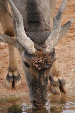 Waterbuck - Kobus ellipsiprymnus