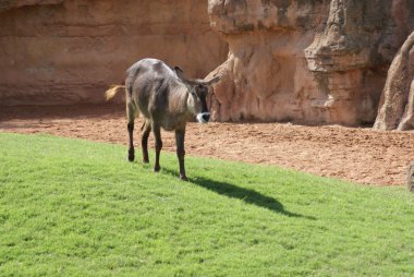 Waterbuck - Kobus ellipsiprymnus