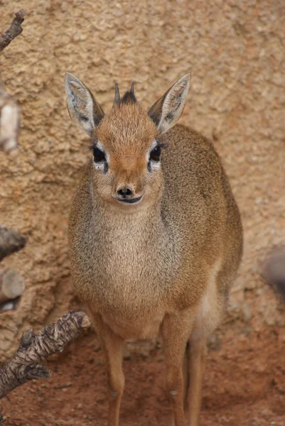 Kirk 'ün dik-dik' i.