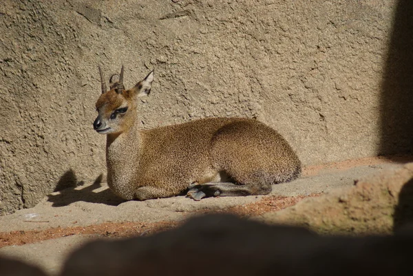 Klipspringer-oreotragus oreotragus — 图库照片