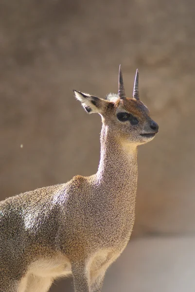 Klipspringer - Oreotragus oreotragus —  Fotos de Stock