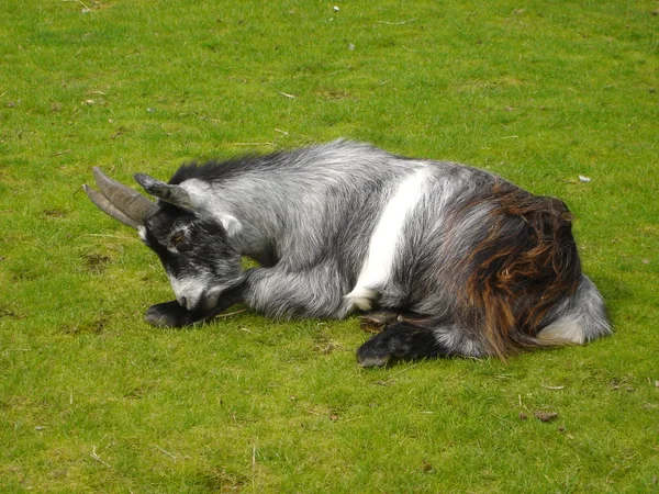Pygmy Goat - Capra aegagrus — Stock Photo, Image