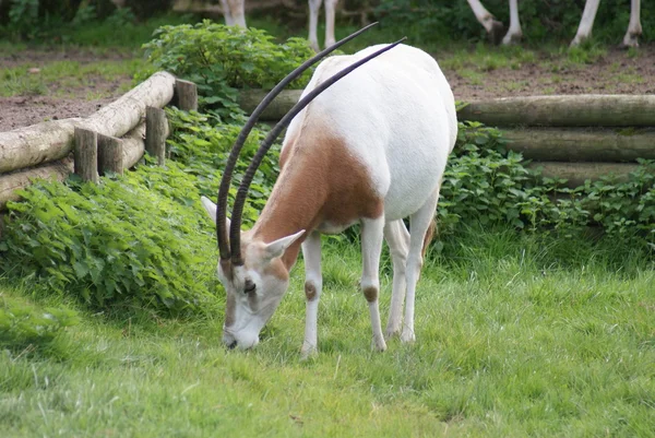 Scimitarra Oryx - Oryx dammah — Foto Stock