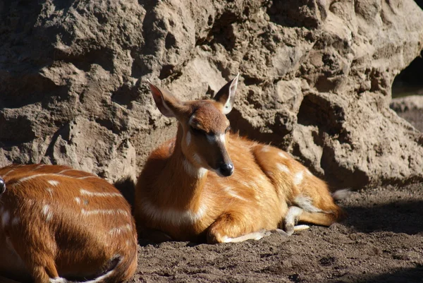 Sitatunga - Tragelaphus spekeii — Stockfoto