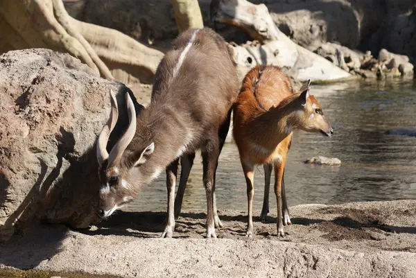 Sitatunga - Tragelaphus spekeii — Stock Photo, Image