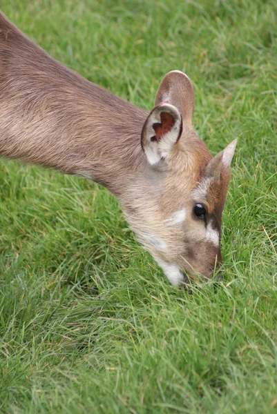 Sitatunga - Tragelaphus spekeii — Foto de Stock