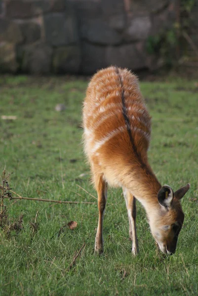 Batı - yayılım gösterir: spekeii