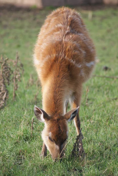 Batı - yayılım gösterir: spekeii