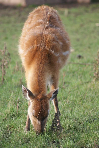 Sitatunga - Tragelaphus spekeii — Fotografia de Stock