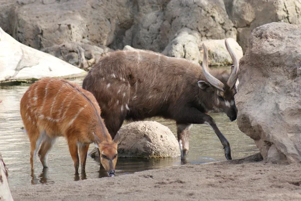 Sitatoenga - tragelaphus spekeii — Stockfoto