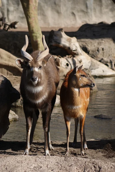 Sitatunga - Tragelaphus spekeii — Stock Photo, Image