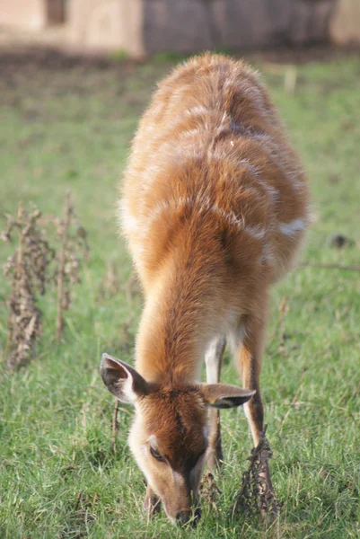Antilopa - tragelaphus spekeii — Stock fotografie