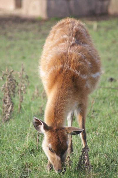 Sitatunga - Tragelaphus spekeii — Fotografia de Stock