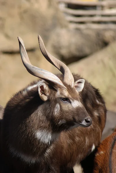 Antilopa - tragelaphus spekeii — Stock fotografie