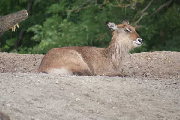 Defassa Waterbuck-방영 ellipsiprymnus defassa — 스톡 사진