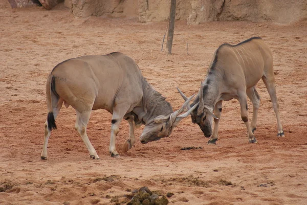 Waterbuck - Kobus ellipsiprymnus — Stock Photo, Image