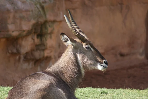 Waterbuck - Kobus ellipsiprymnus — Foto Stock