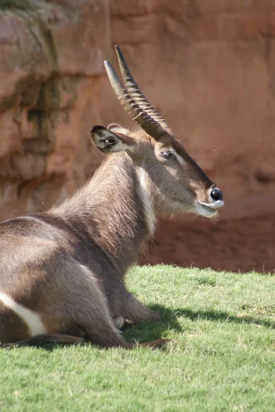 Waterbuck - Kobus ellipsiprymnus — Stok fotoğraf