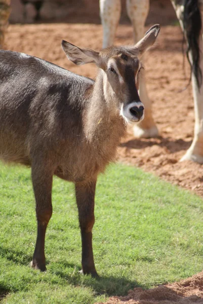 Vattenbock - kobus ellipsiprymnus — Stockfoto