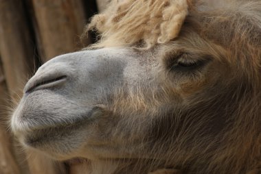 bactrian deve - camelus bactrianus