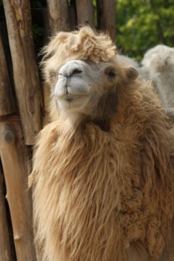 bactrian deve - camelus bactrianus