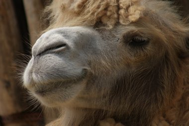 bactrian deve - camelus bactrianus