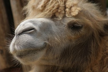 bactrian deve - camelus bactrianus